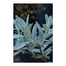 Attēlu rezultāti vaicājumam “Salix lapponum”