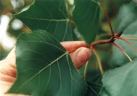 Attēlu rezultāti vaicājumam “Populus nigra Italica leaf”