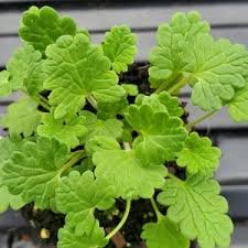 Attēlu rezultāti vaicājumam “Dracocephalum ruyschiana leaf”