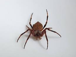 Attēlu rezultāti vaicājumam “Araneidae”