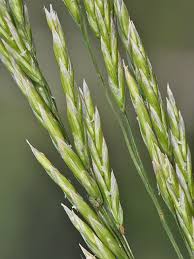 Attēlu rezultāti vaicājumam “Corynephorus canescens”