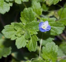 Attēlu rezultāti vaicājumam “Veronica persica flower”