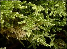 Attēlu rezultāti vaicājumam “Hypnum jutlandicum”