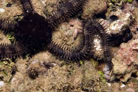 Attēlu rezultāti vaicājumam “Ophiotheca sp.”