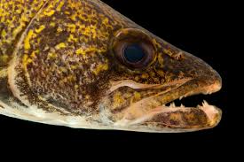 Image result for Sander canadensis