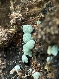 Attēlu rezultāti vaicājumam “Craterium minutum cf. var. brunneum spores”