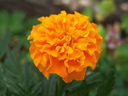 Attēlu rezultāti vaicājumam “Tagetes flower”