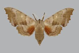 Attēlu rezultāti vaicājumam “Laothoe populi”