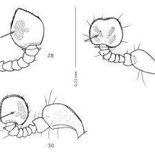 Attēlu rezultāti vaicājumam “Hypocaccus rugiceps”