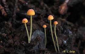 Attēlu rezultāti vaicājumam “Mycena acicula”