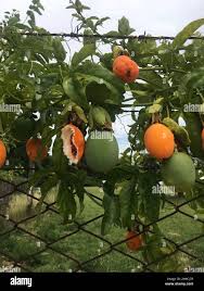Attēlu rezultāti vaicājumam “Molinia caerulea fruit”