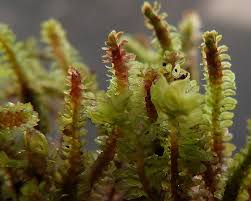 Attēlu rezultāti vaicājumam “Diplophyllum albicans”