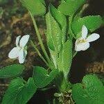 Attēlu rezultāti vaicājumam “Viola collina leaf”