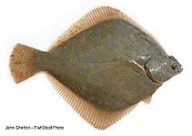 Image result for Liopsetta glacialis