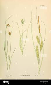 Attēlu rezultāti vaicājumam “Carex loliacea leaf”