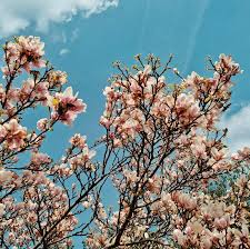 Image result for Brimington Bowling Club