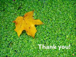 Attēlu rezultāti vaicājumam “Lemnaceae”