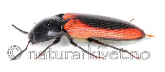 Attēlu rezultāti vaicājumam “Ampedus sanguinolentus”