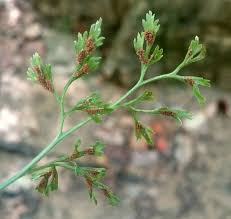 Attēlu rezultāti vaicājumam “Asplenium ruta-muraria”