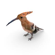 Attēlu rezultāti vaicājumam “Upupa epops”