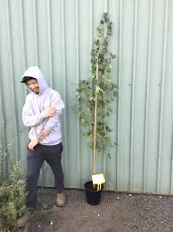 Attēlu rezultāti vaicājumam “Populus nigra Italica”