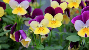 Attēlu rezultāti vaicājumam “Viola tricolor leaf”