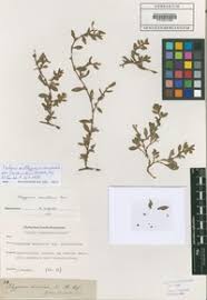 Attēlu rezultāti vaicājumam “Polygonum arenastrum”