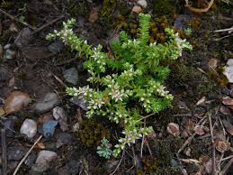 Attēlu rezultāti vaicājumam “Sedum pallidum flower”