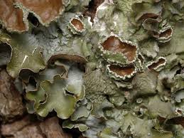 Attēlu rezultāti vaicājumam “Pleurosticta acetabulum”