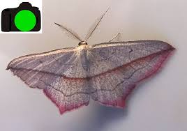 Attēlu rezultāti vaicājumam “Timandra comae”