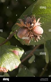 Attēlu rezultāti vaicājumam “Corylus avellana fruit”