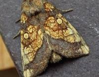 Attēlu rezultāti vaicājumam “Gortyna flavago”