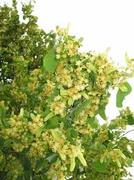 Attēlu rezultāti vaicājumam “Tilia x vulgaris”