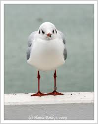 Attēlu rezultāti vaicājumam “Larus ridibundus eggs”