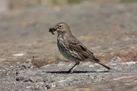 Attēlu rezultāti vaicājumam “Anthus petrosus adult”