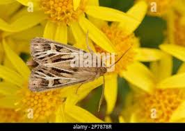 Attēlu rezultāti vaicājumam “Cerapteryx graminis”