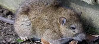 Attēlu rezultāti vaicājumam “Rattus norvegicus”