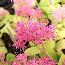 Image result for Chrysanthemum spectabile