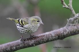 Attēlu rezultāti vaicājumam “Carduelis spinus female”