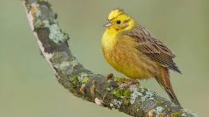 Attēlu rezultāti vaicājumam “Emberiza citrinella adult”