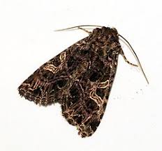 Attēlu rezultāti vaicājumam “Hadena rivularis”