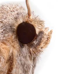 Attēlu rezultāti vaicājumam “Cribraria ferruginea macro”