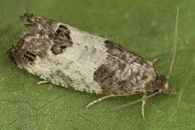 Attēlu rezultāti vaicājumam “Spilonota ocellana”