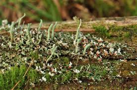 Attēlu rezultāti vaicājumam “Cladonia norvegica”
