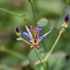 Image result for Tricyrtis `Black Beauty`