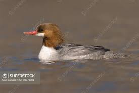 Attēlu rezultāti vaicājumam “Mergus merganser female”