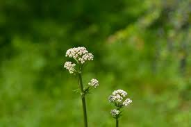 Attēlu rezultāti vaicājumam “Valeriana officinalis bud”