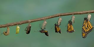 Image result for monarch butterfly
