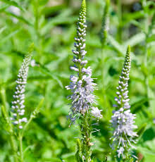 Attēlu rezultāti vaicājumam “Veronica longifolia fruit”