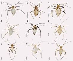 Attēlu rezultāti vaicājumam “Macrosiphoniella millefolii”